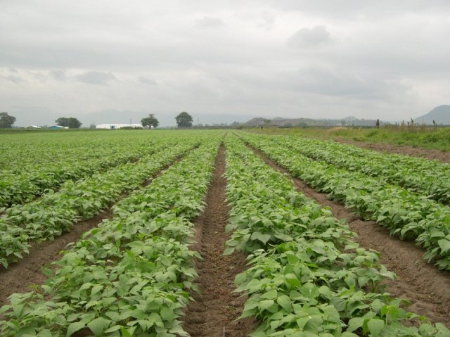 Beans - Ethiopia